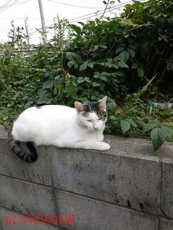 日本項目宿舍安排環(huán)境
