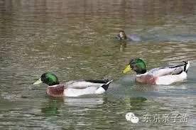 如果你從日本回國(guó)你會(huì)后悔嗎？沒(méi)有去過(guò)日本你會(huì)遺憾嗎？