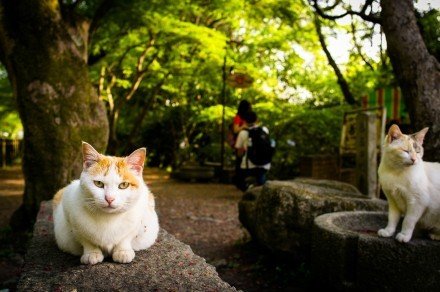日本留學(xué)，學(xué)業(yè)事業(yè)雙豐收！[good]